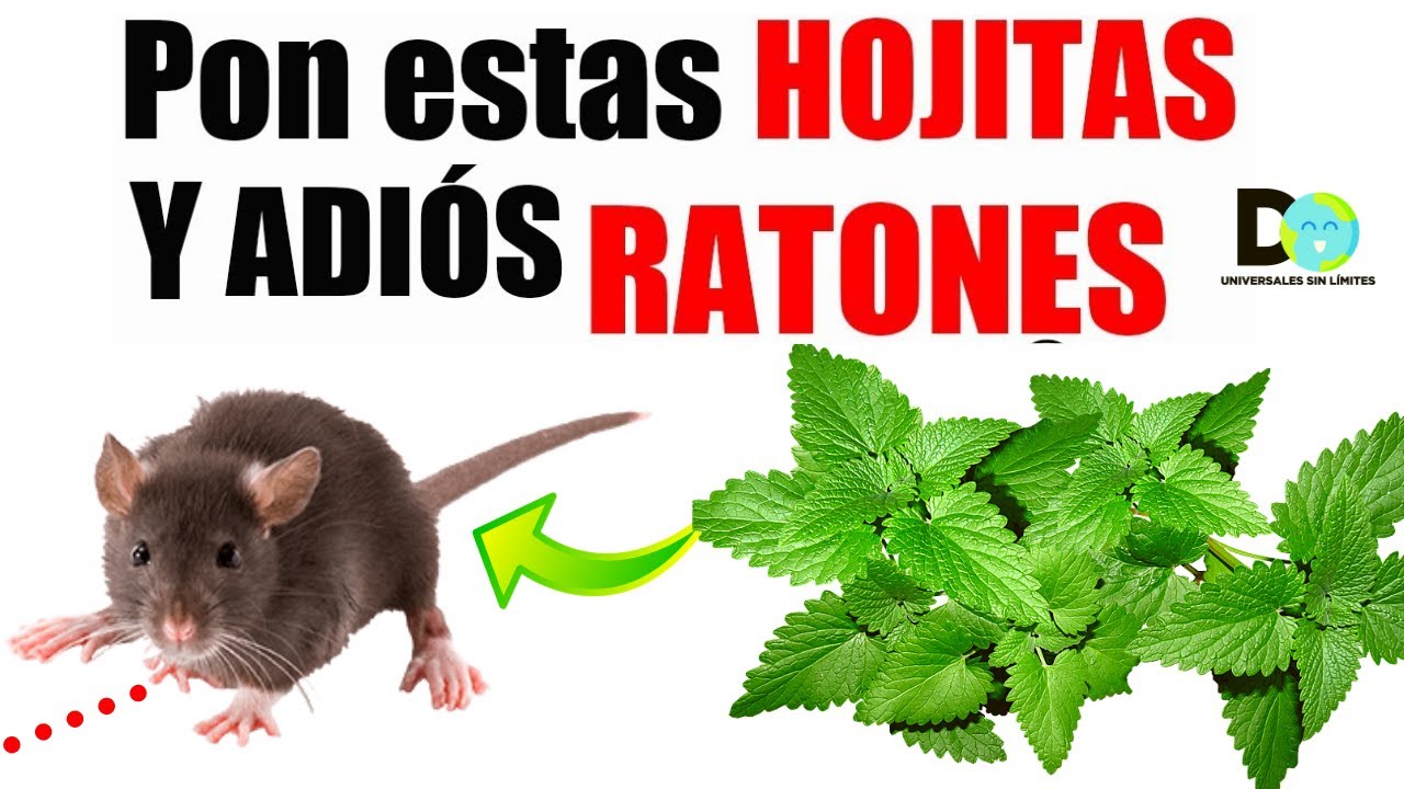 Pon esta planta en tu hogar, jamás volverás a ver ratas y ratones
